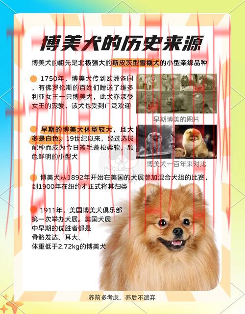 皇冠体育和博狗哪个号, 深入探讨皇冠体育与博狗之间的优势与劣势