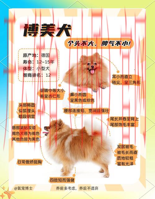 皇冠体育和博狗哪个号, 深入探讨皇冠体育与博狗之间的优势与劣势